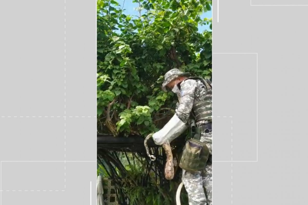 Morador encontra jiboia em condomínio no bairro de Itapuã, em Salvador