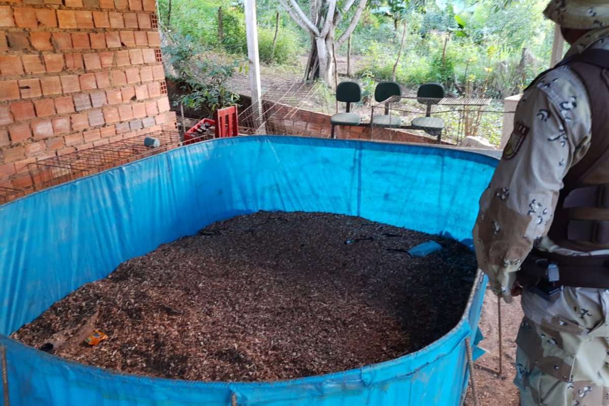 Em mandado de prisão, polícia descobre esquema de rinha de galo