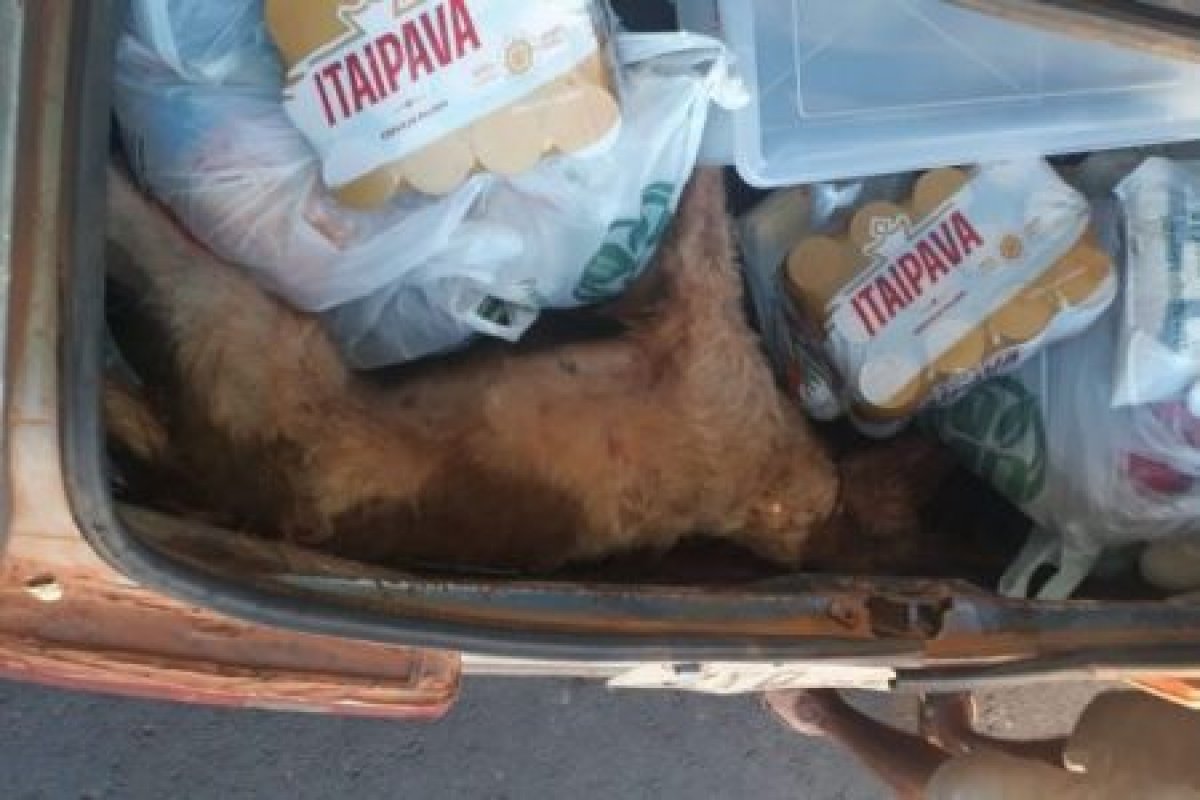 Absurdo: Dono esquece cachorro em porta-malas e animal acaba morrendo