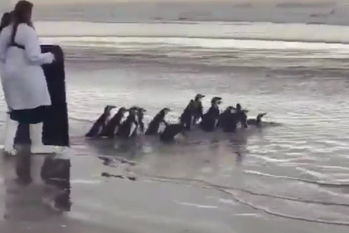 Vídeo: pinguins-de-magalhães são devolvidos ao mar