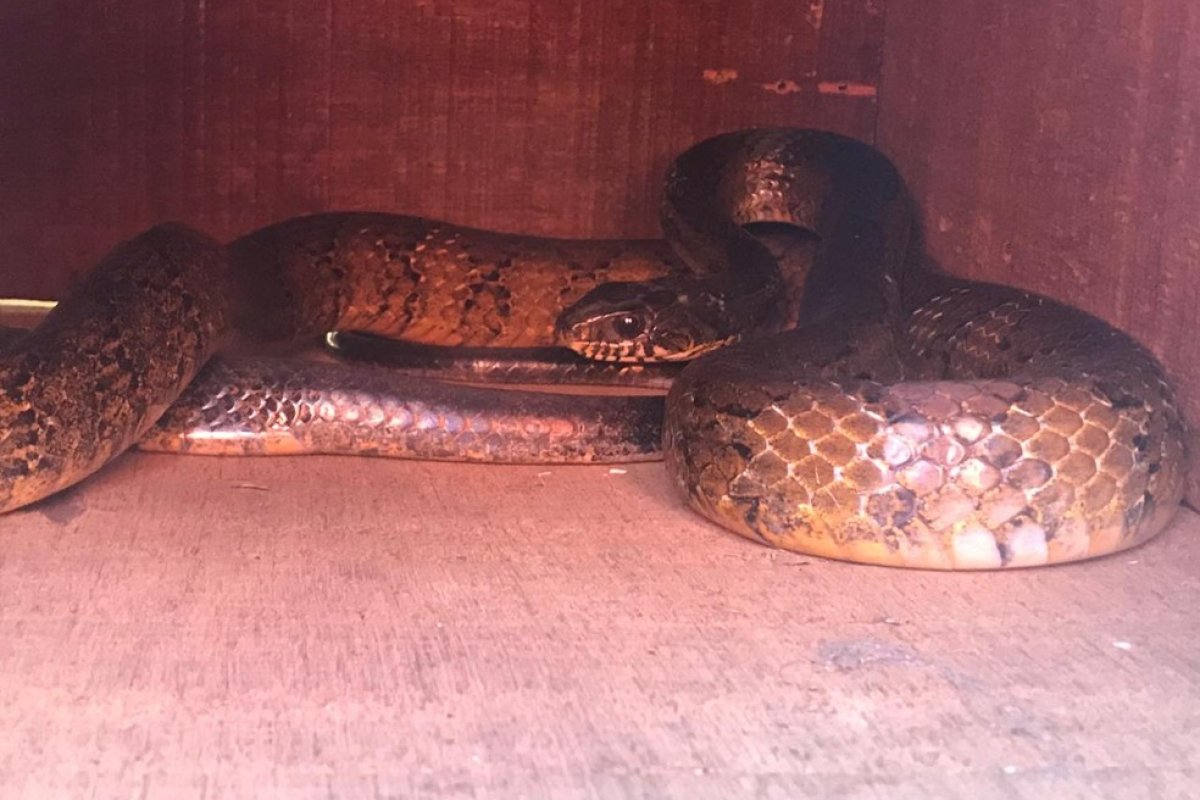 Cobra jararacuçu é encontrada em motor de caminhonete na Bahia