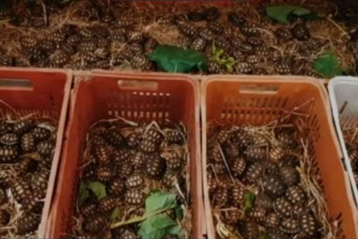 Mais de 1.200 jabutis, iguanas e aves apreendidos são levados a centro ambiental na Bahia para serem soltos