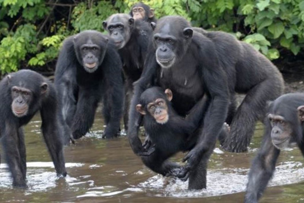 Sucesso de testes em macacos deixa cientistas otimistas sobre vacina contra o HIV