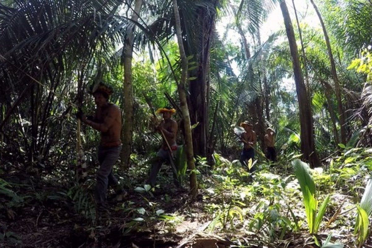 Pará lidera desmatamento na Amazônia nos últimos 12 meses