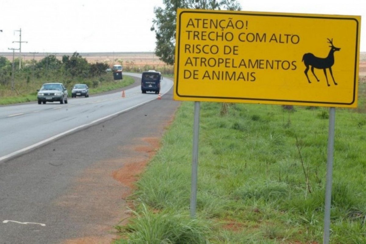 475 milhões de bichos silvestres são mortos por ano nas estradas brasileiras, diz estudo