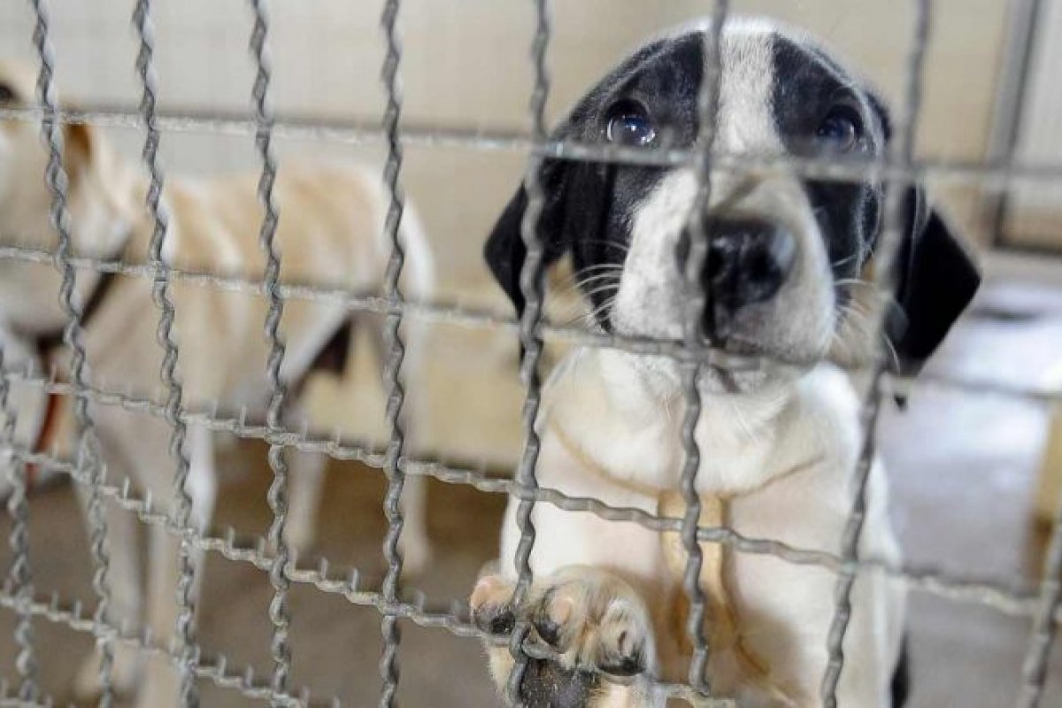 PL sugere proibição da oferta de animais como brindes ou em sorteios