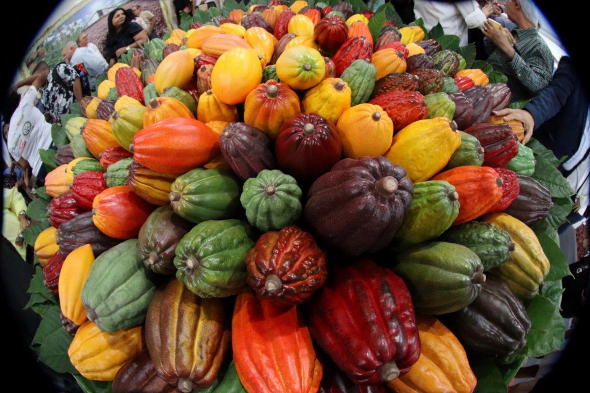 Produção de cacau na Bahia movimenta R$ 1,3 bilhão