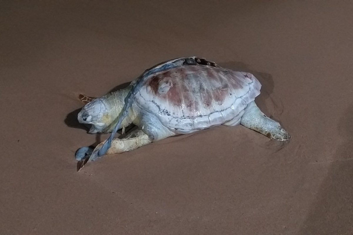 Tartaruga marinha é encontrada morta em praia de Salvador