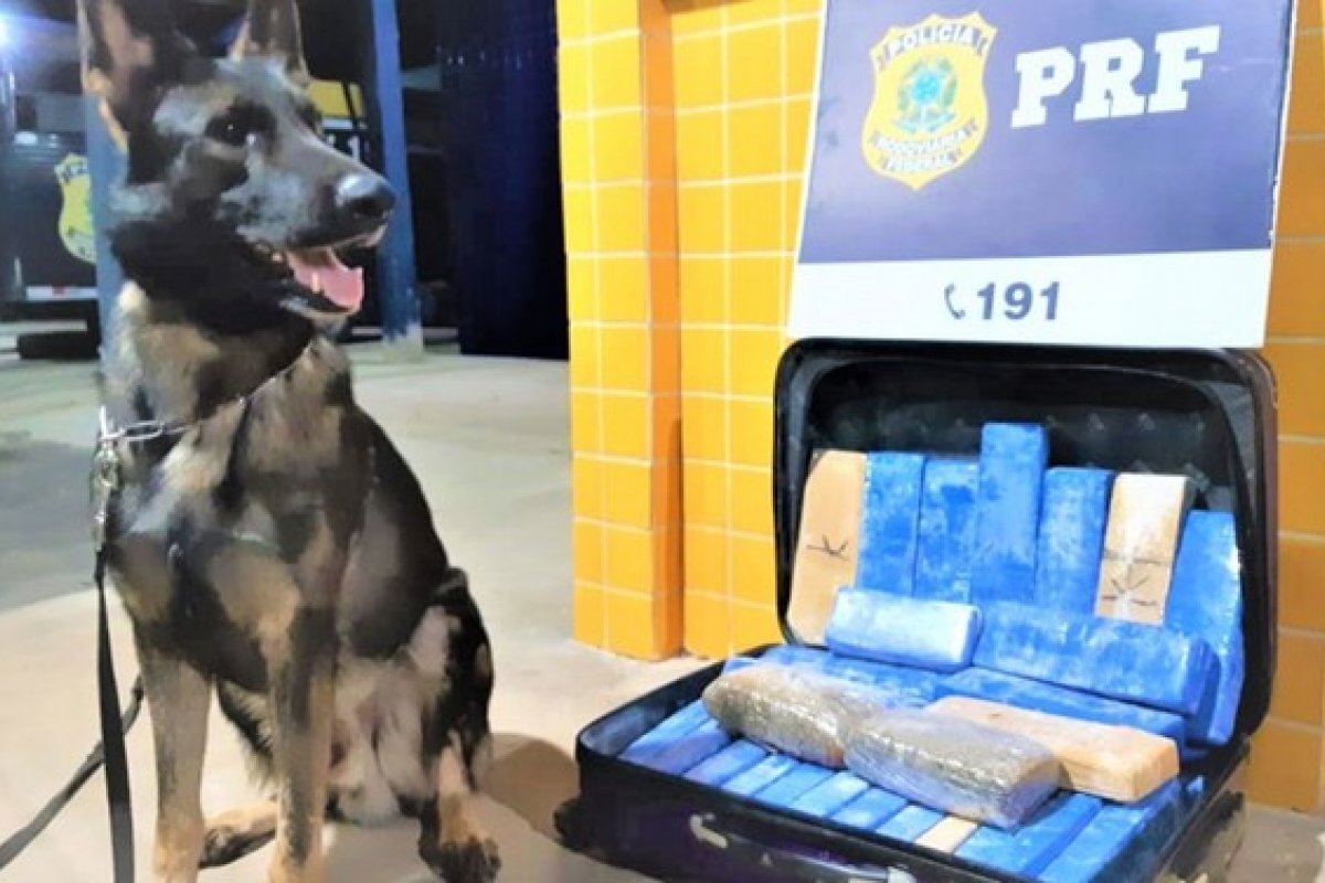Polícia apreende 22 kg de maconha em dois ônibus na BR-242, na Bahia
