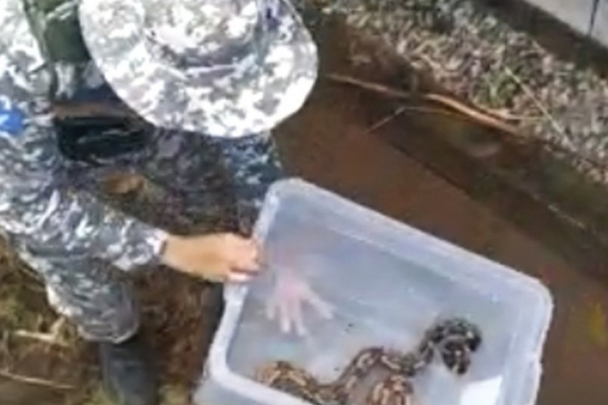 Jiboia com mais de 15 quilos é encontrada próximo a estação do metrô, em Salvador
