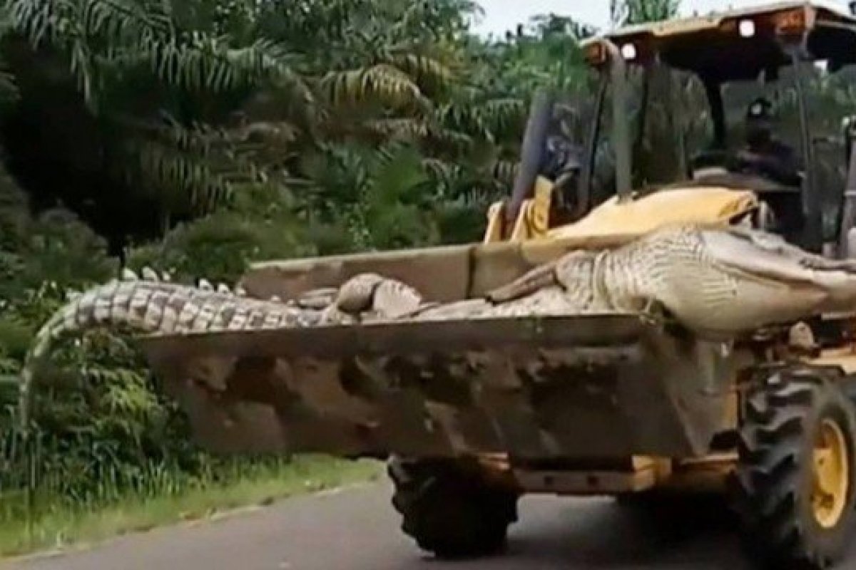 Conhecido como "Demônio", crocodilo de quase cinco metros é morto na Indonésia