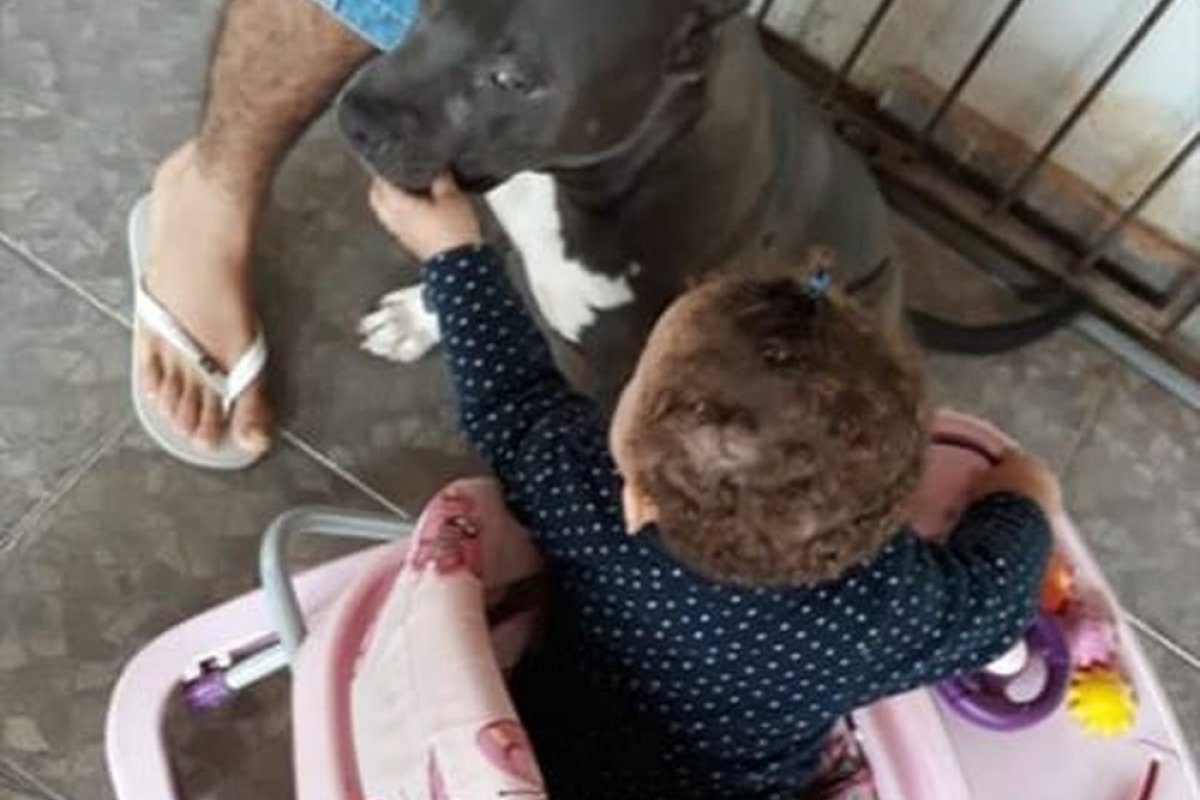 Pit Bull mata bebê de um ano em Senhor do Bonfim