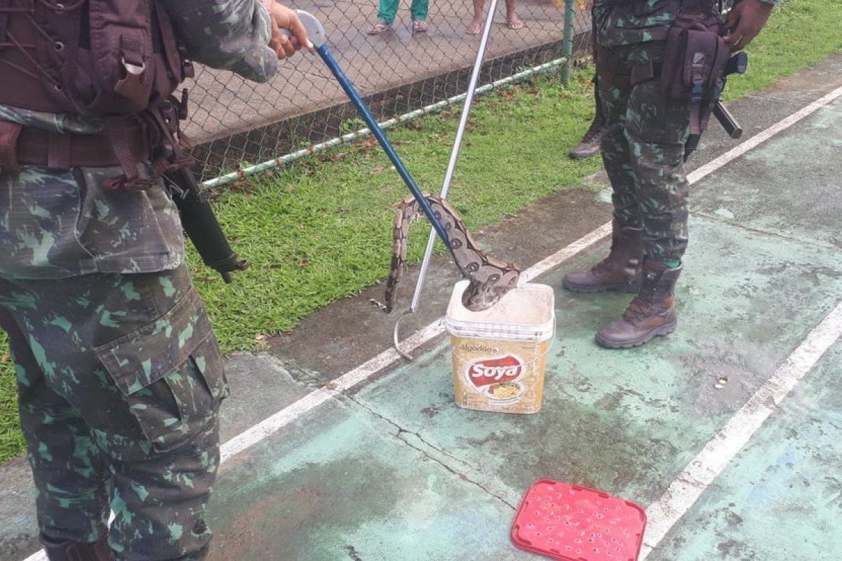 Jiboia é encontrada em condomínio, em Salvador