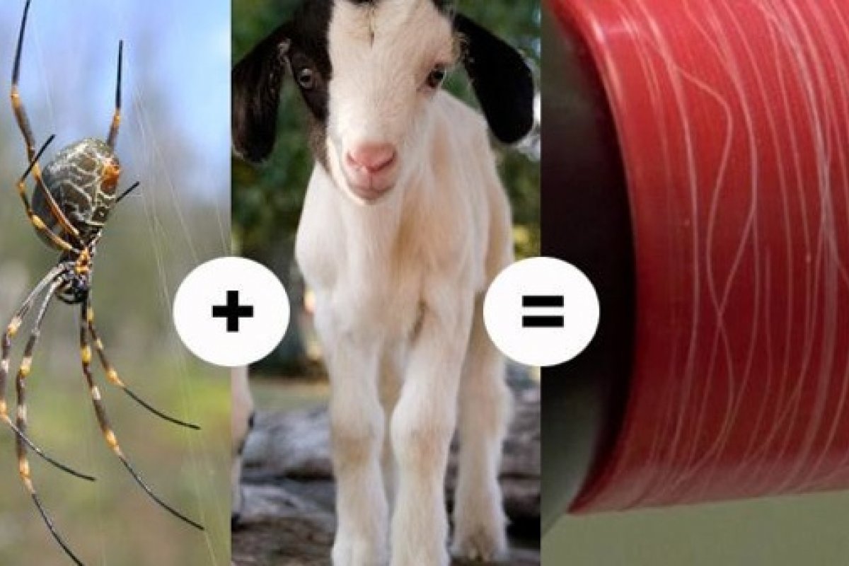 Conheça 10 casos insanos de engenharia genética