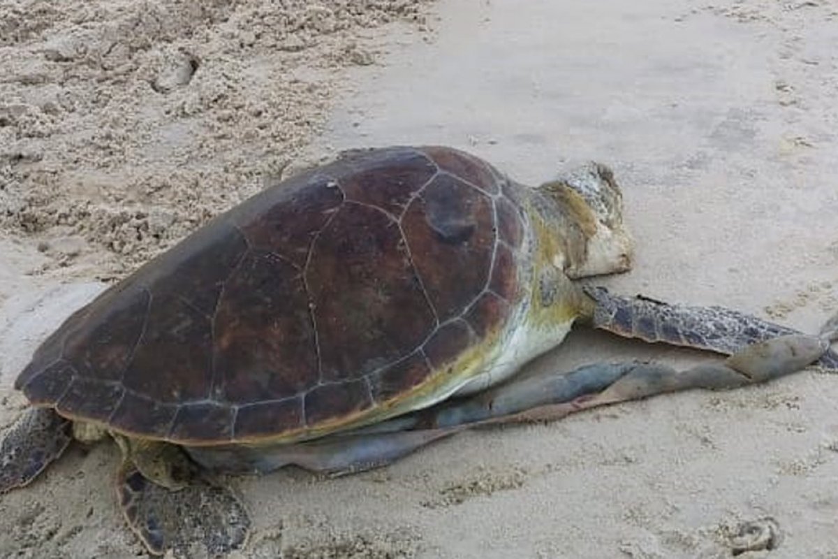 Duas tartarugas são encontradas mortas em praias no sul da Bahia