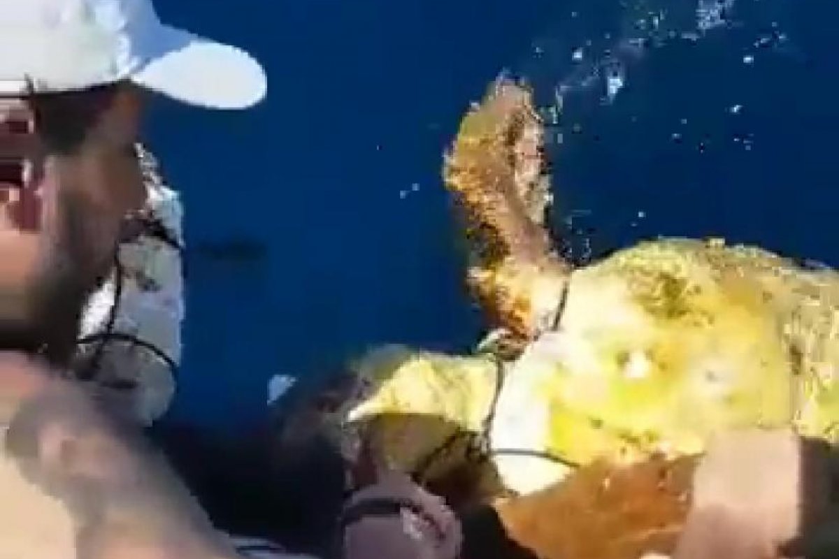Vídeo: heróis anônimos salvam tartaruga gigante