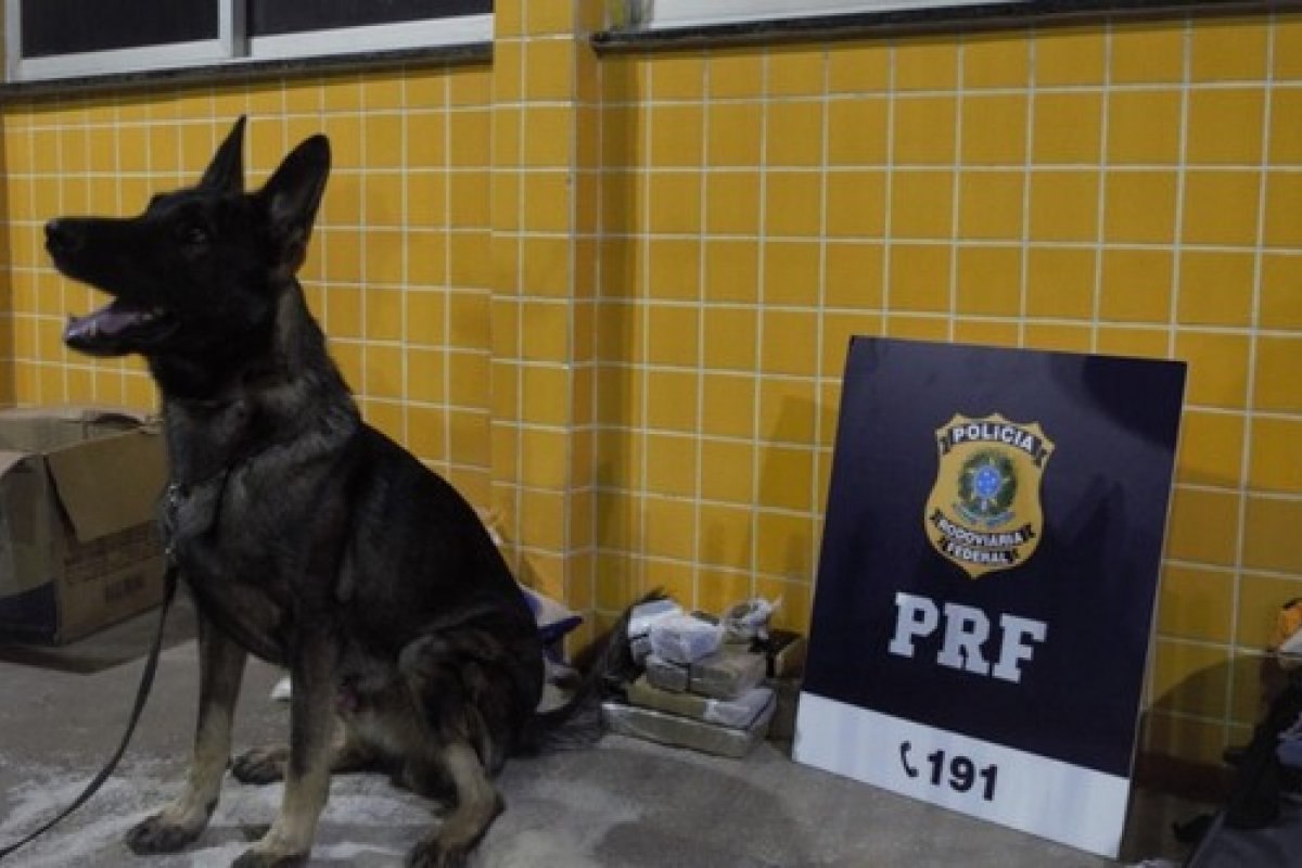 PRF prende mulher que transportava maconha em sacos de arroz no oeste da Bahia