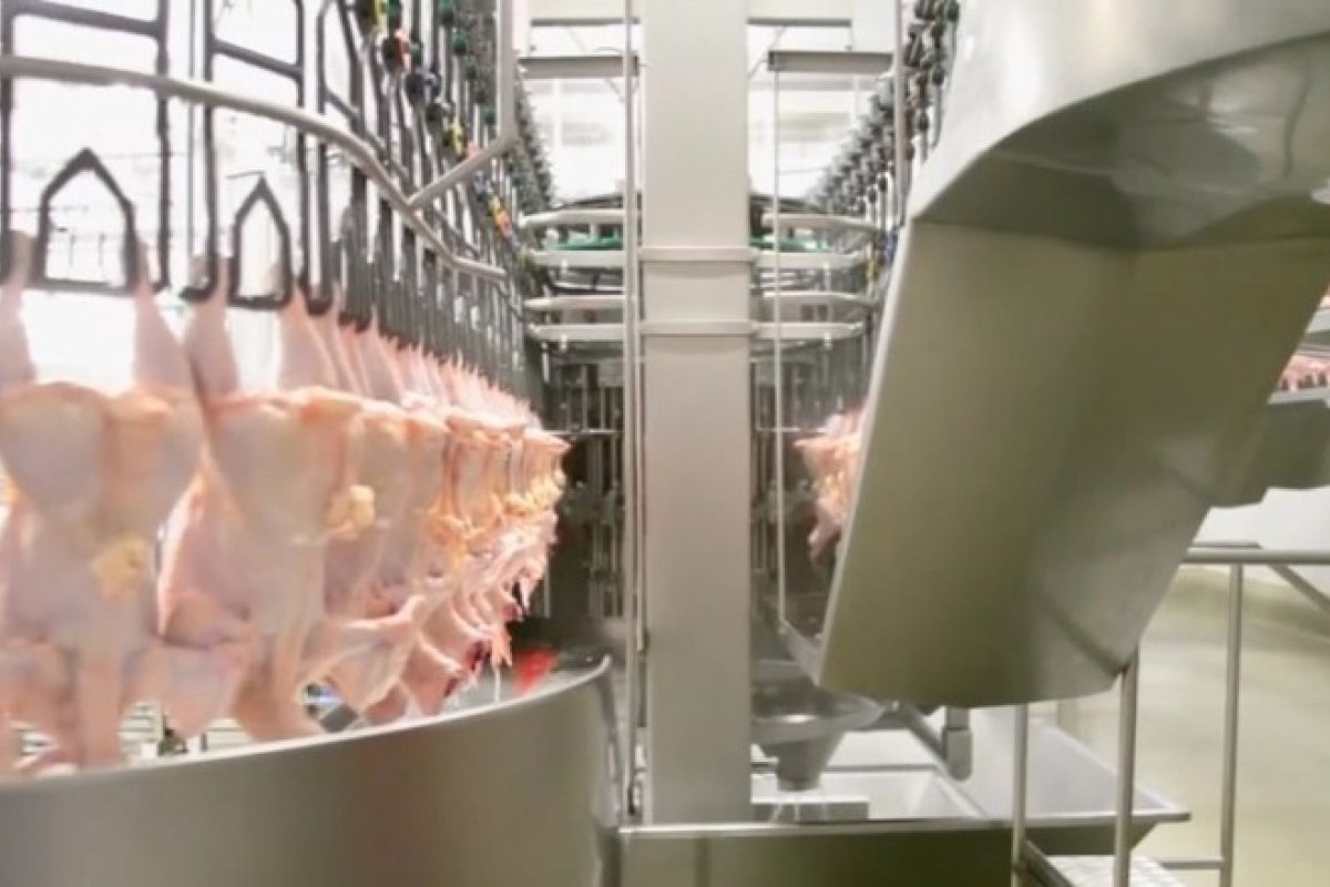 Hong Kong suspende importações de planta frigorífica de SC