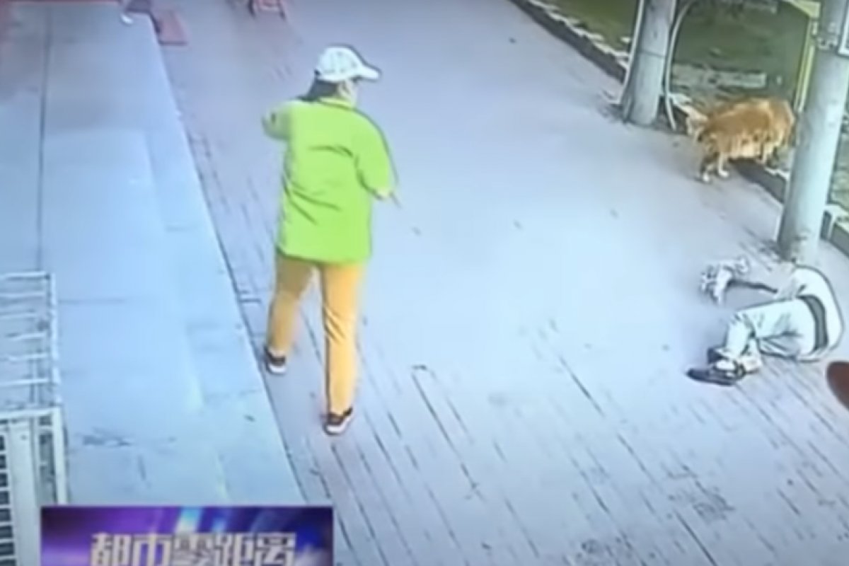 Gato cai de um prédio, deixa um idoso desacordado e é encurralado pelo cachorro do homem