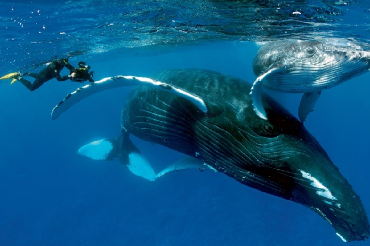 Litoral baiano recebe as baleias jubartes no mês de julho