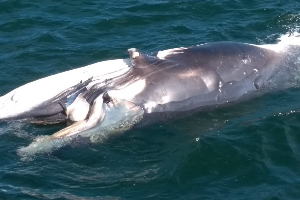 Outro filhote de baleia é encontrado morto no sul da Bahia