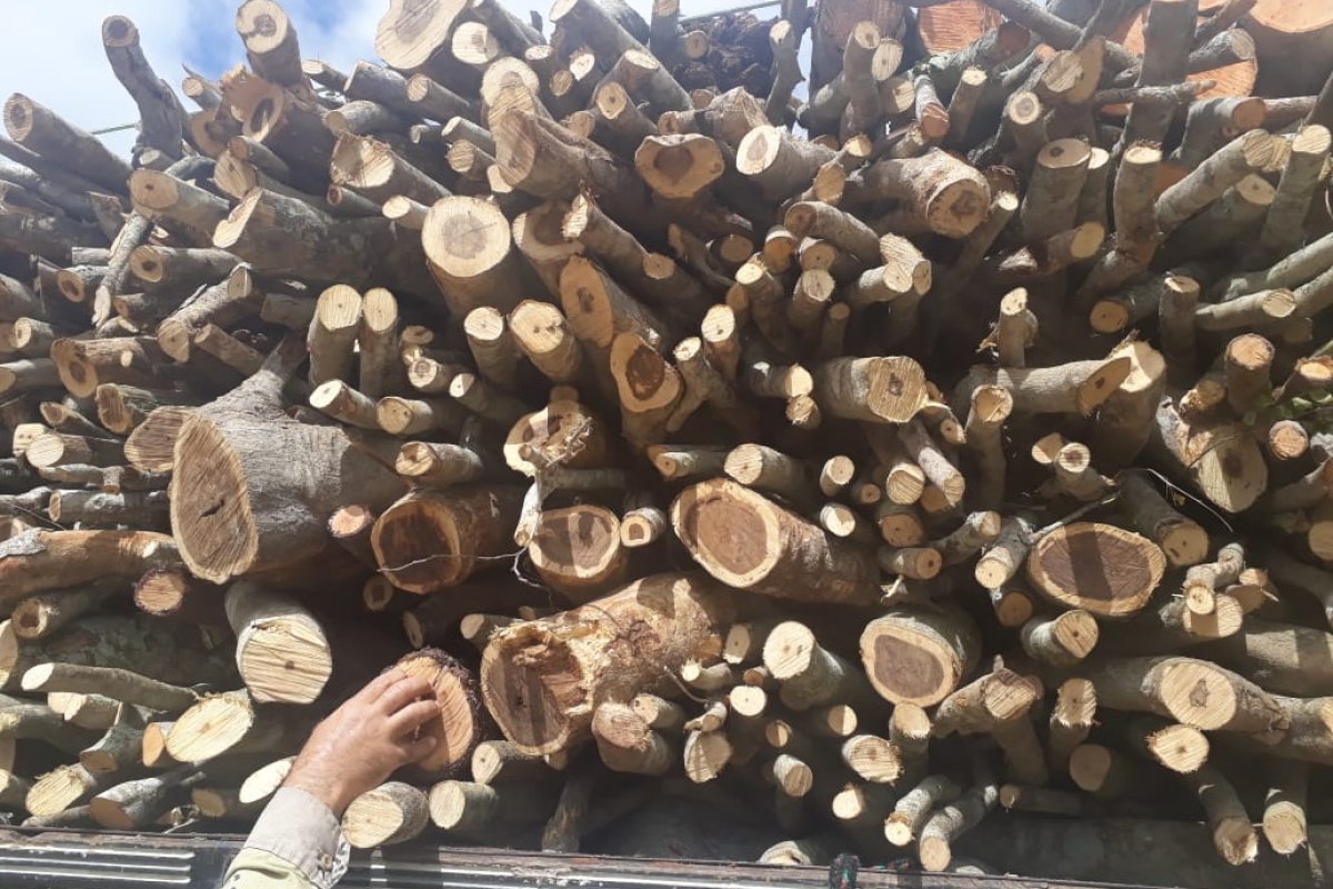 Dois homens são presos ao transportar madeira ilegal em interior da Bahia