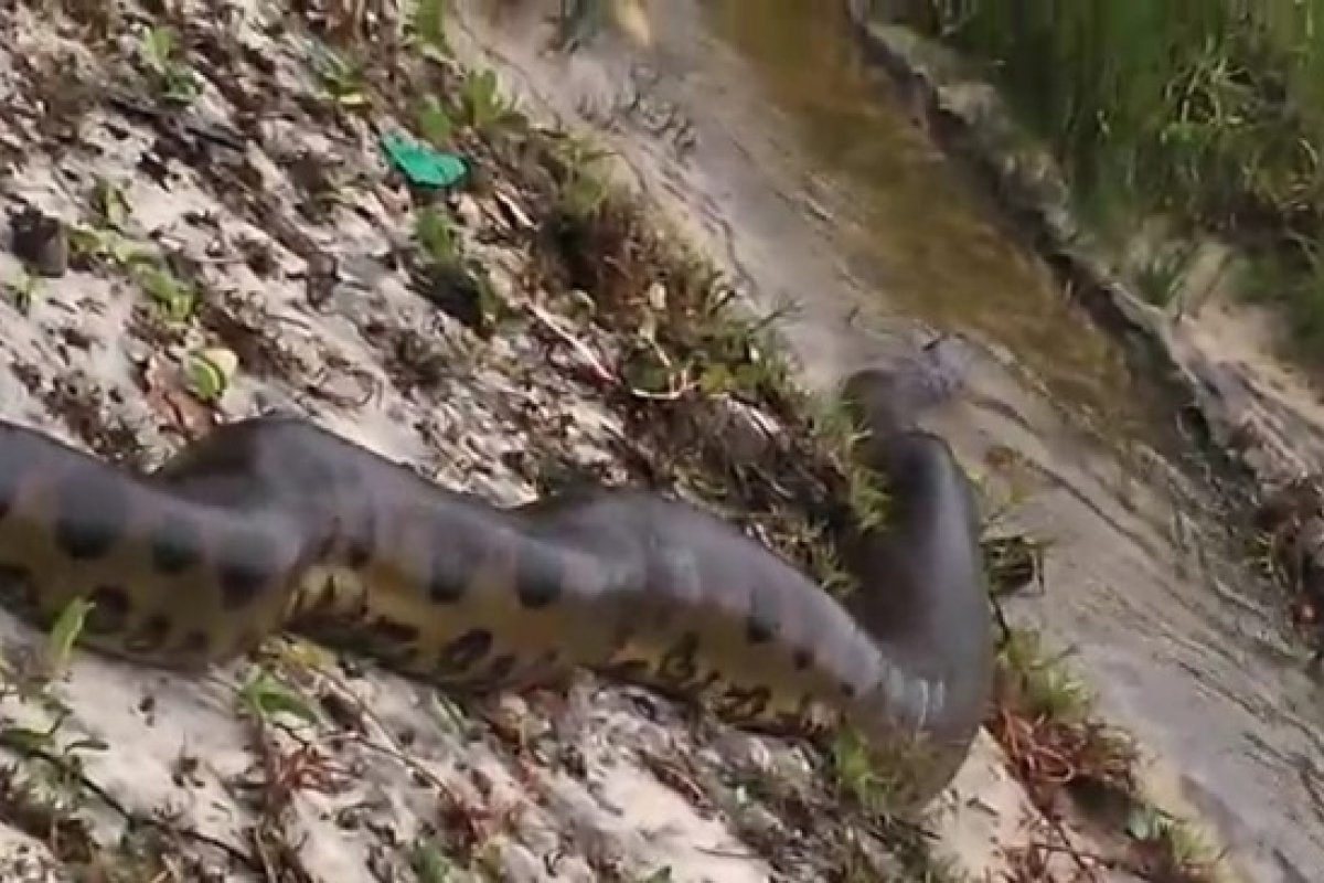 Video: Moradores registram cobra em Prainha de Itacaré