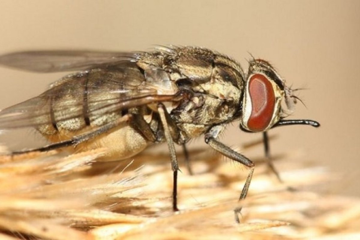 Adab alerta para o surgimento de moscas que matam animais e até humanos