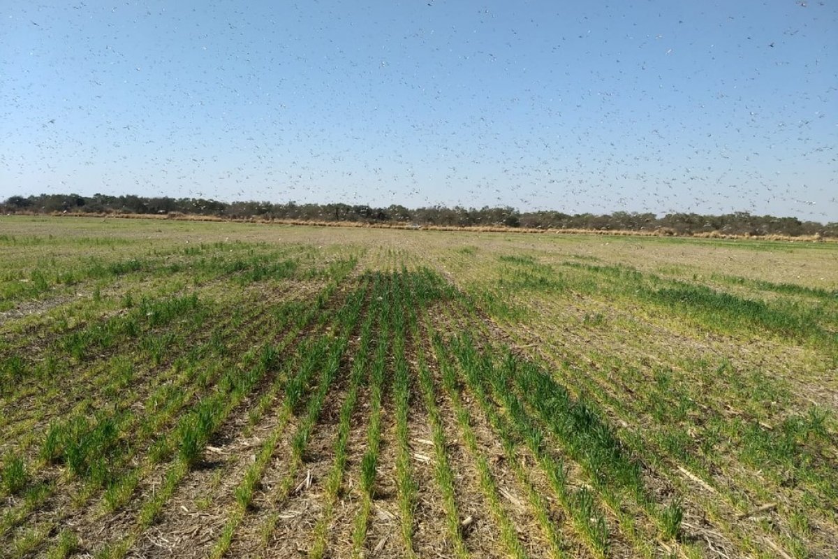Nuvem de gafanhotos mais próxima do Brasil está controlada, diz Senasa