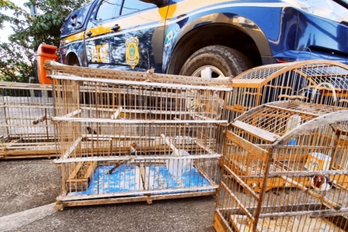 Aves silvestres mantidas em cativeiro são resgatadas no norte da Bahia