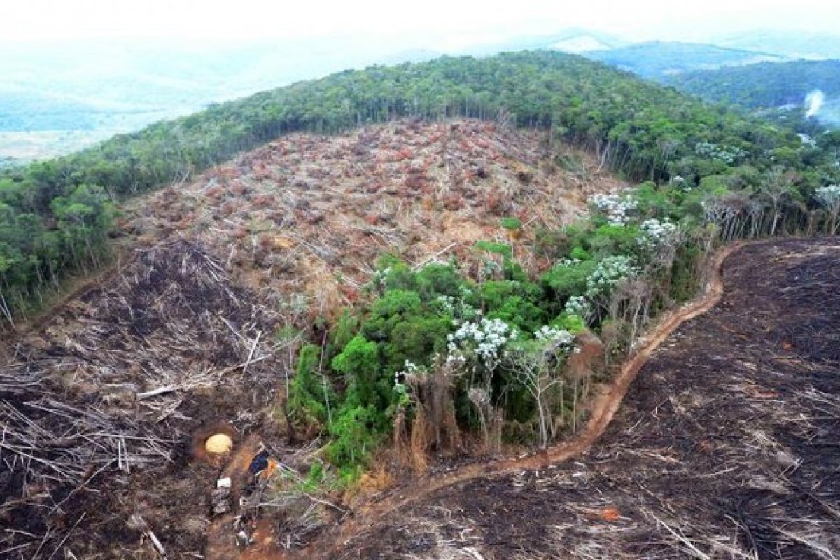Desmatamento da Mata Atlântica no primeiro semestre de 2020 supera o registrado em 2019