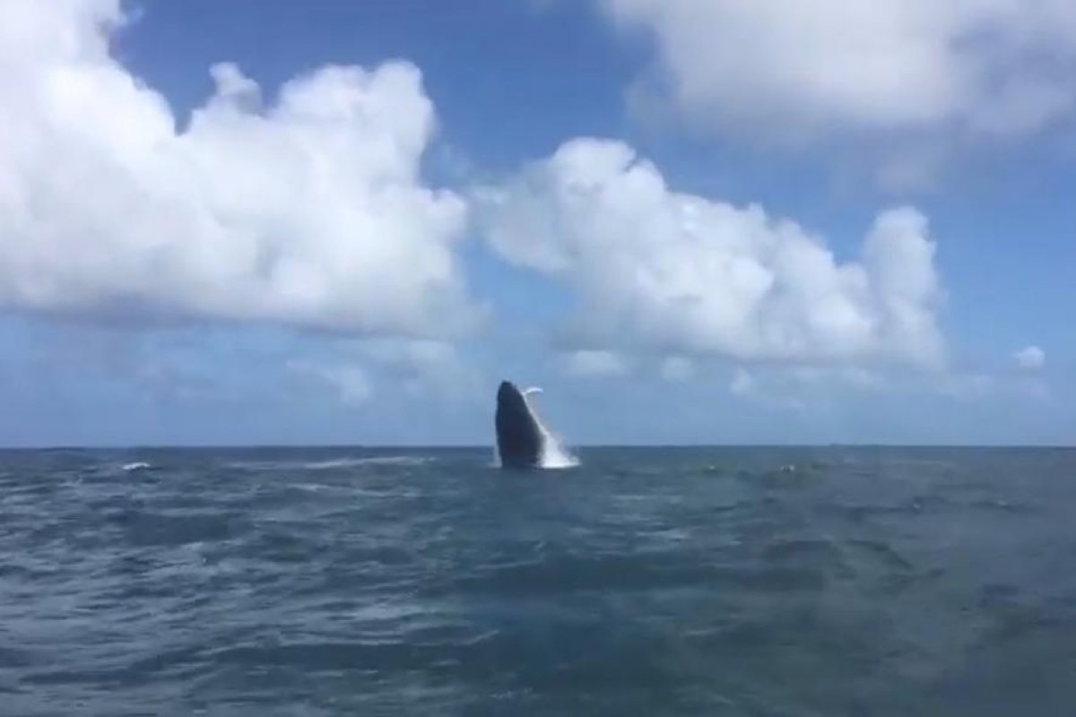 Vídeo: Baleia jubarte é vista na praia de Guarajuba, no litoral baiano