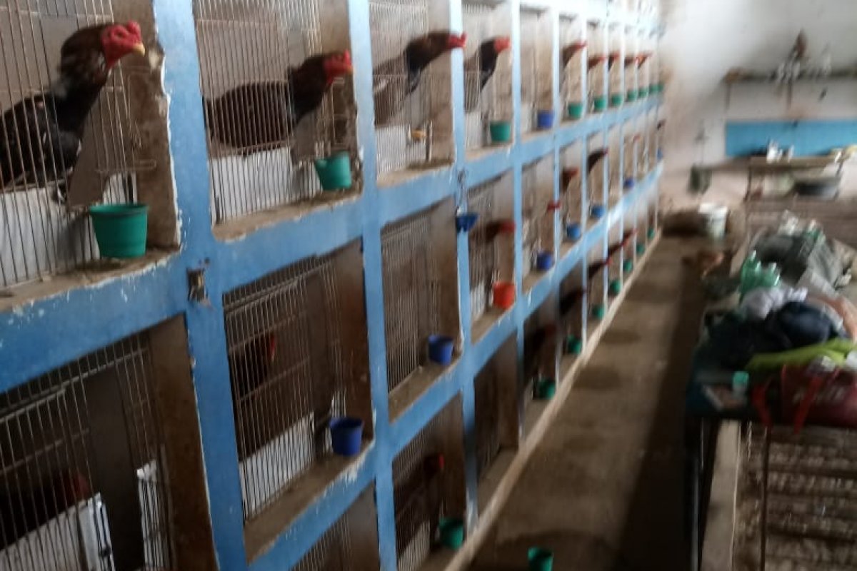 Quatorze pessoas são presas suspeitas de envolvimento em esquema de rinha de galo em Salvador