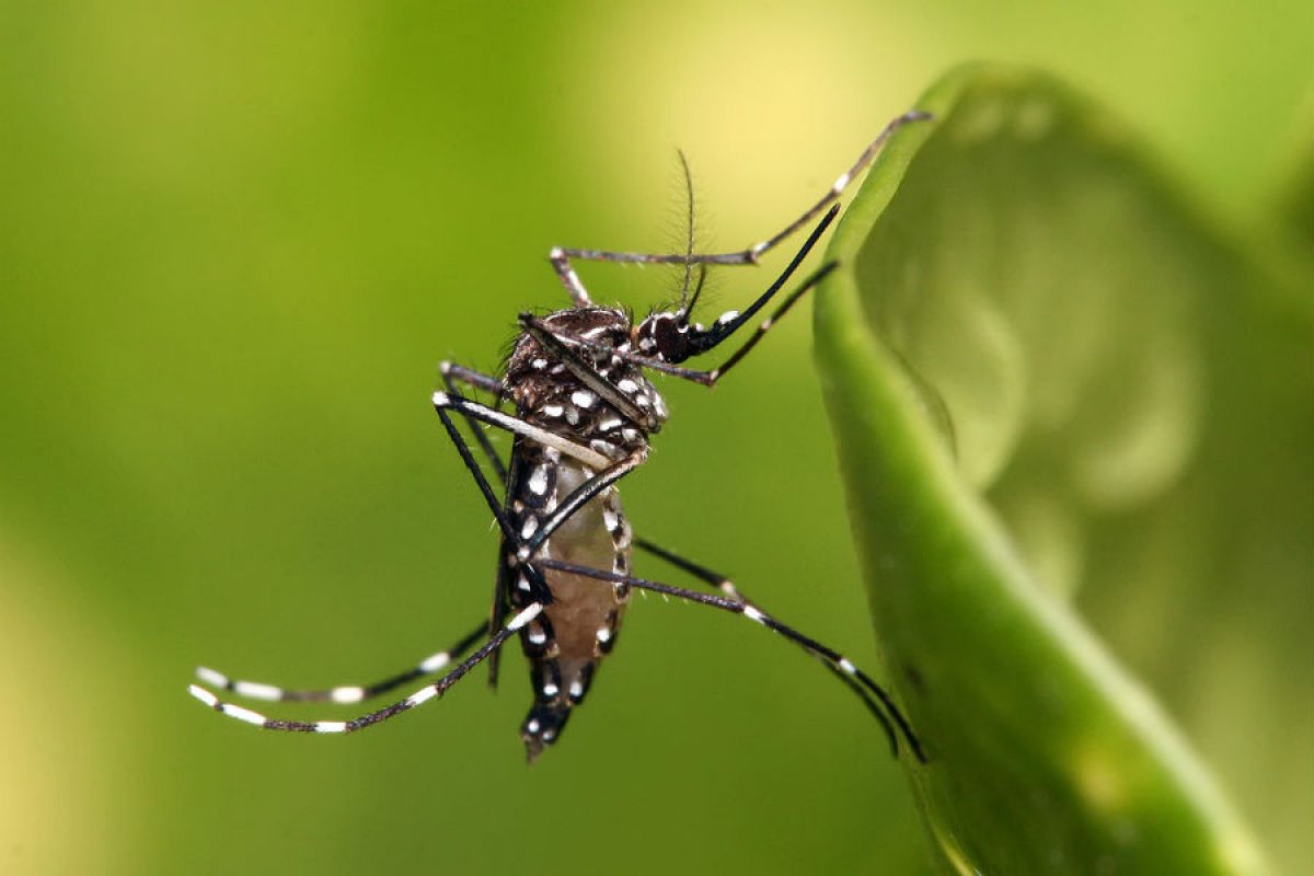 Chikungunya também pode afetar sistema nervoso central, diz estudo