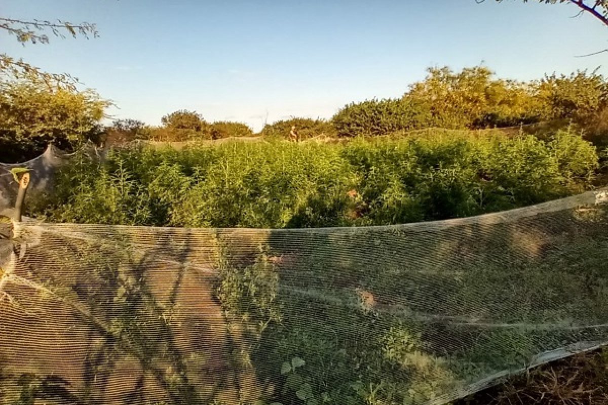 Plantação com 1.800 pés de maconha é apreendida e queimada em Casa Nova