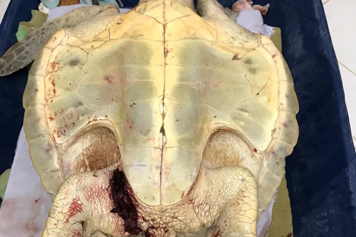 Tartaruga morre após ser encontrada ferida na praia de Itacimirim