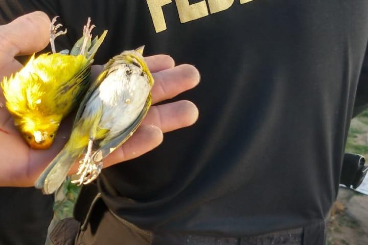 PF realiza operação de combate ao tráfico de pássaros silvestres