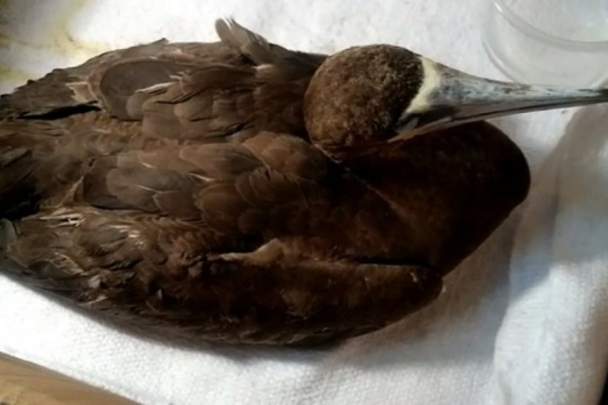 Ave marinha com cerca de 2 kg é encontrada encalhada em praia de Ilhéus