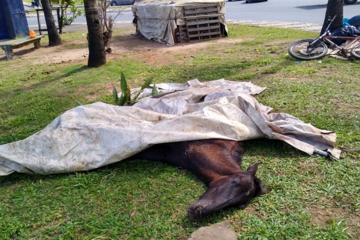 Cavalo é encontrado morto na praça na Boca do Rio, em Salvador