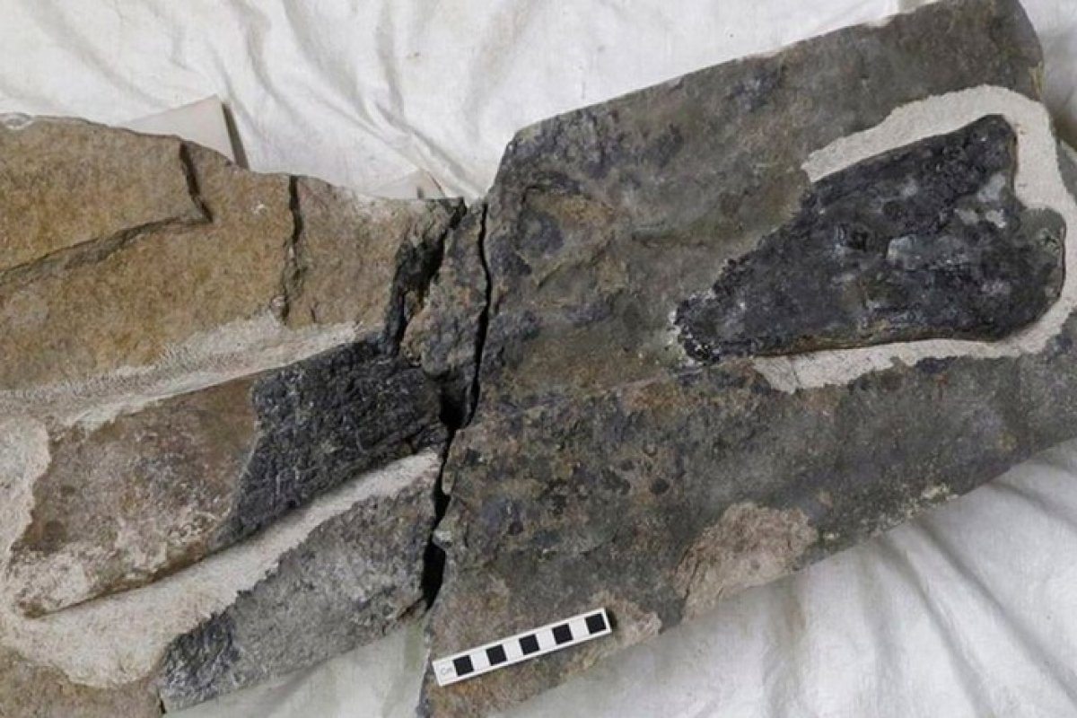 Cientista descobre fóssil de dinossauro com mais de 166 milhões de ano 'por acaso'