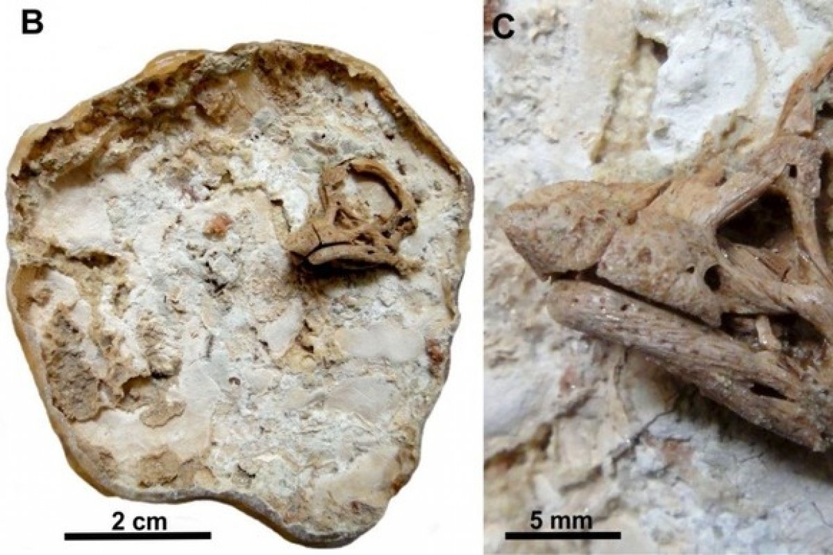Cientistas descobrem embrião de dinossauro que viveu há 80 milhões de anos