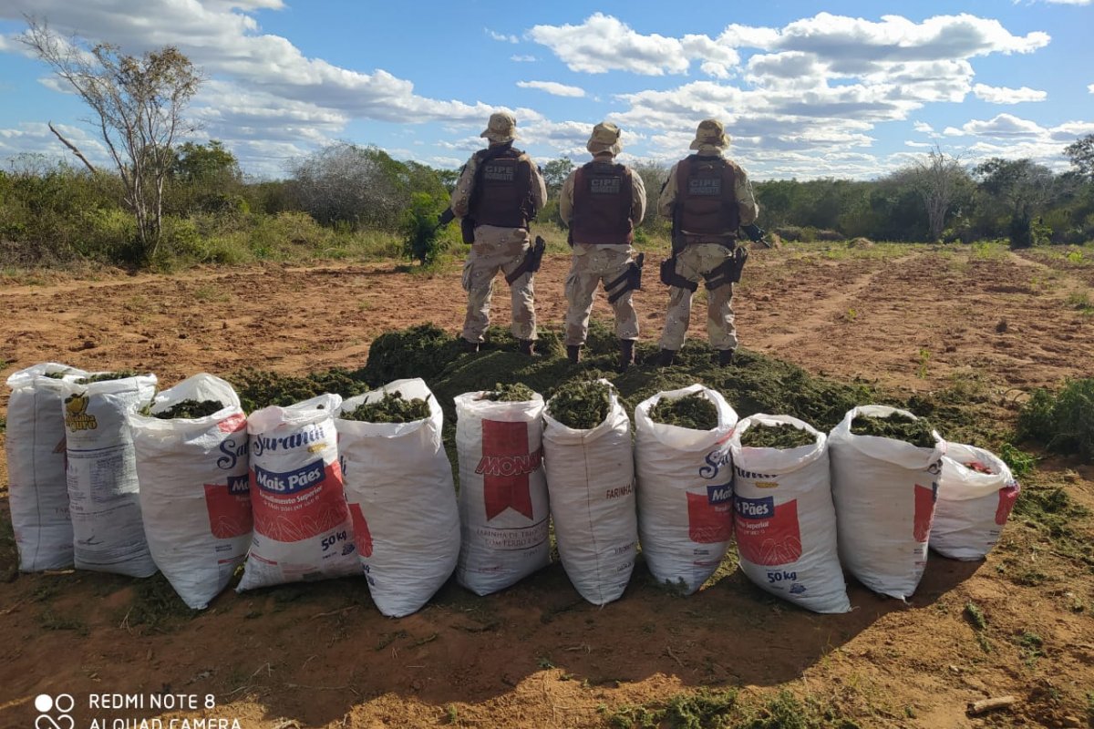 Polícia encontra três toneladas de maconha em terreno no interior da Bahia