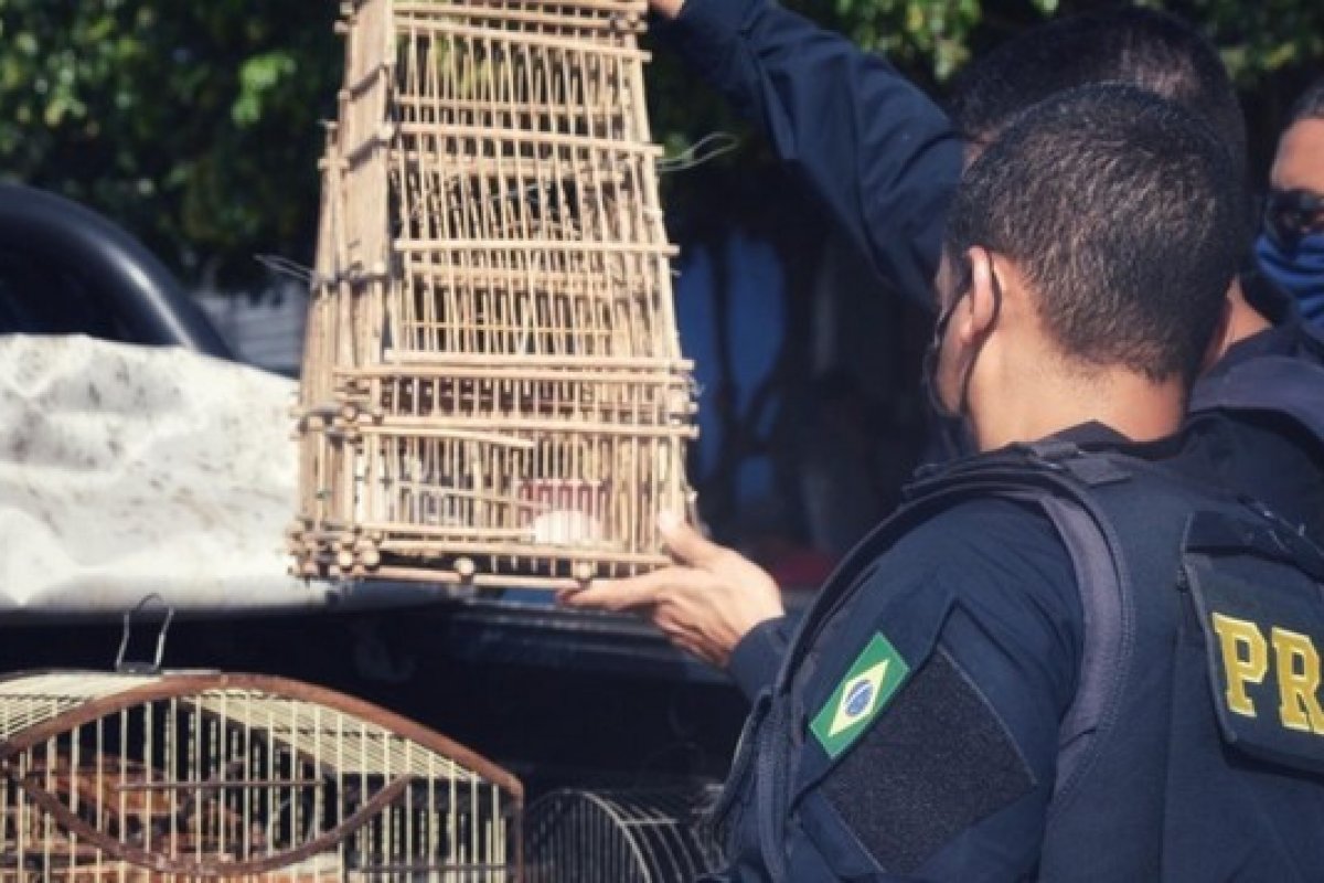 PRF resgata mais de 60 aves silvestres transportadas irregularmente