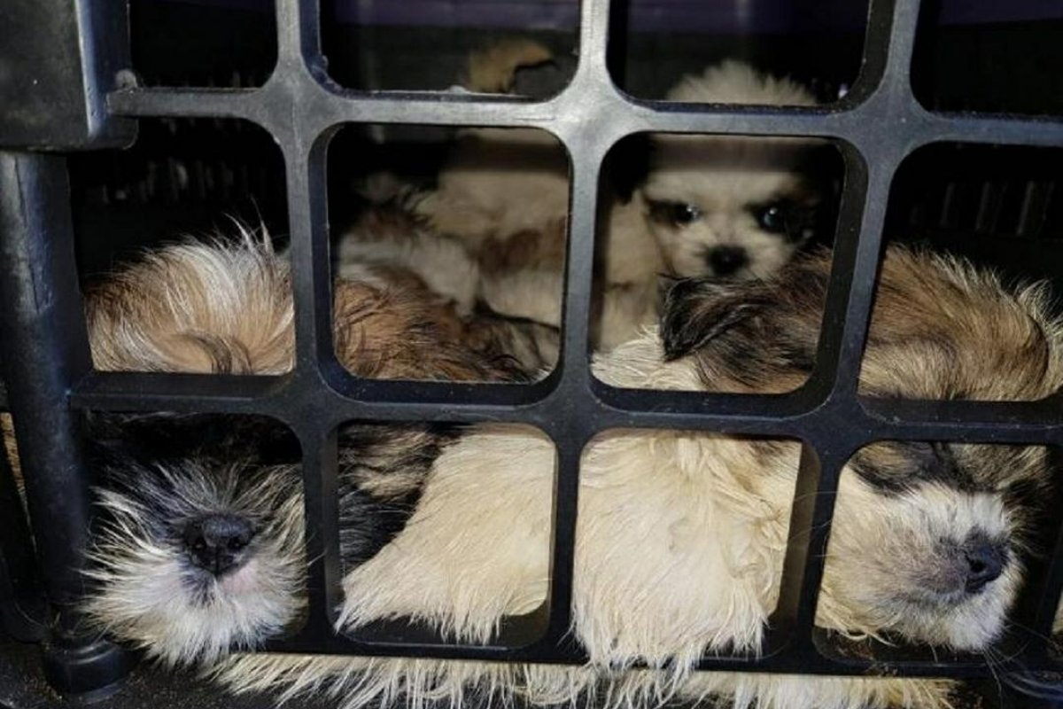 PRF apreende 66 filhotes shih tzu com sinais de maus tratos