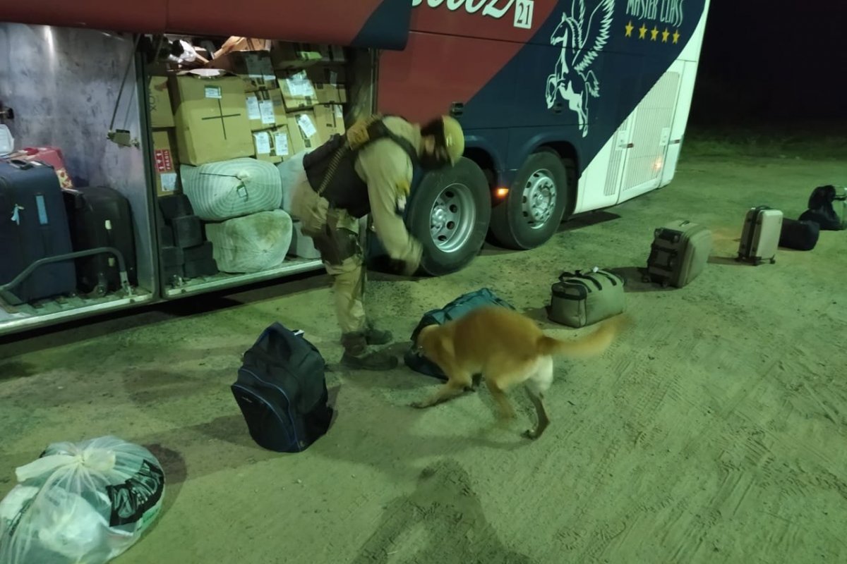 Cadela localiza drogas em veículo durante operação da Rodesp