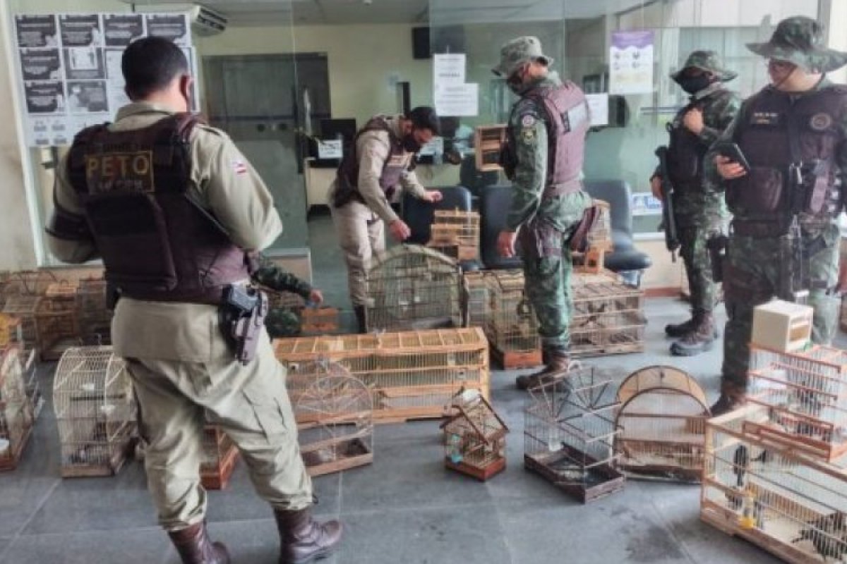 Doze pessoas são detidas por maus-tratos e venda irregular de animais na Bahia