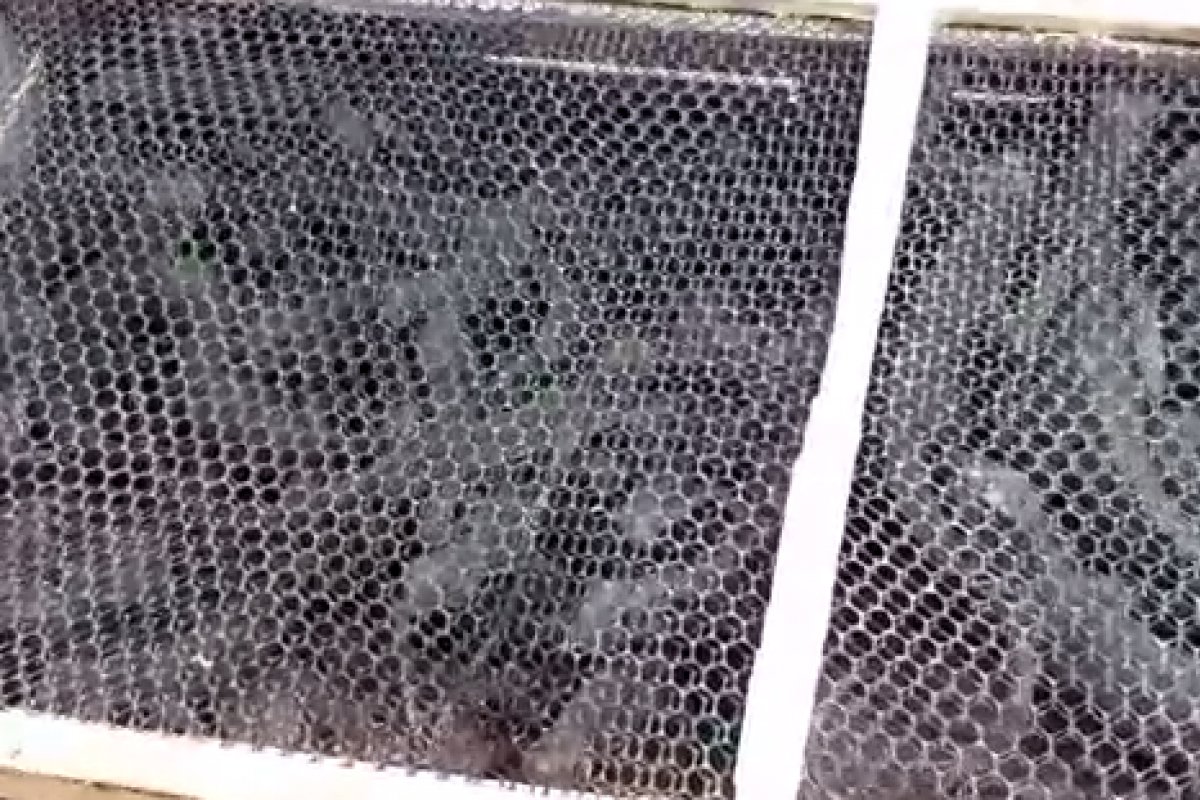 Quarenta iguanas são resgatadas dentro de um veículo em situação de maus-tratos na BR 101