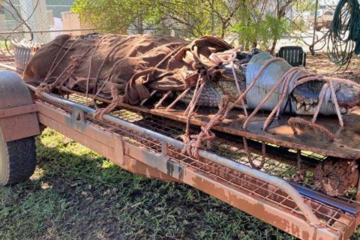 Crocodilo com mais de quatro metros é capturado em região turística na Austrália