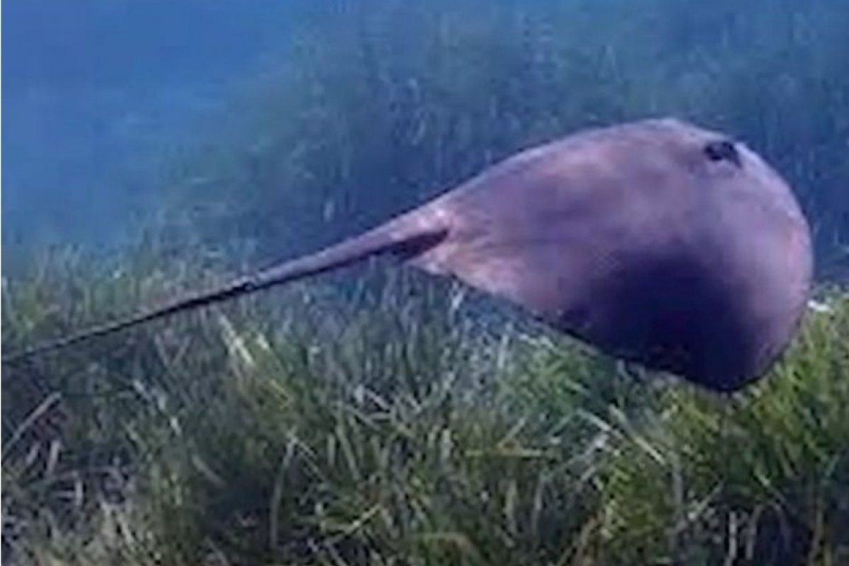 Rara espécie de arraia é encontrada em praia de Santos, em SP