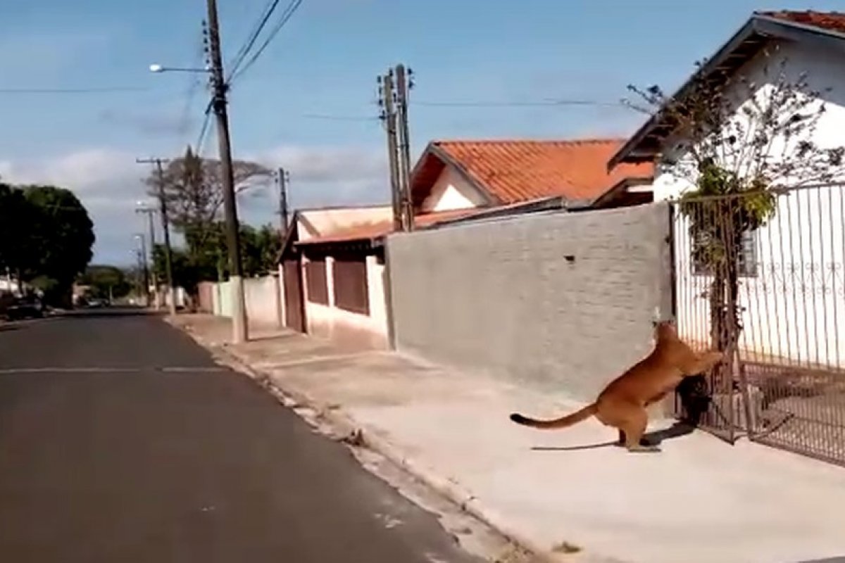 Veja vídeo: Onça é vista pelas ruas do interior de São Paulo